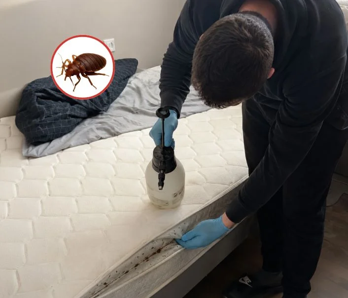 Technicien traitant un matelas contre les punaises de lit à Congerville-Thionville